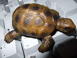 A plastique turtle.