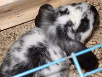 bunny