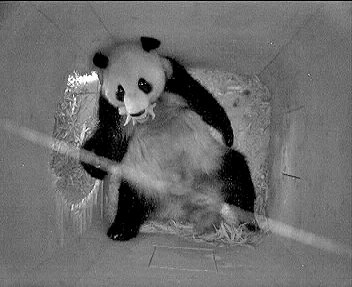pandababy_01_b.jpg