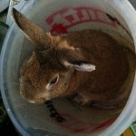 Bucket Bunny