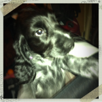 Little 12 weeks old Emma :)