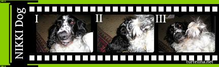 Nikkis Filmstrip
